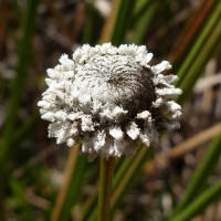 Eriocaulon philippo-coburgii Szyszyl. ex Wawra